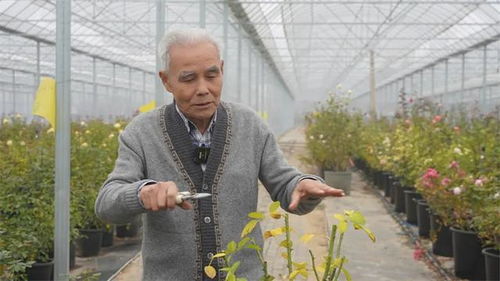 李文凯月季品种大揭秘，特点多多，种植地选对才好！