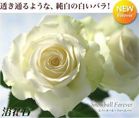 月季花，美丽的使者