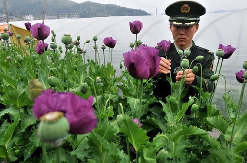 罂粟花怎么种植？新手也能学会的种植小技巧
