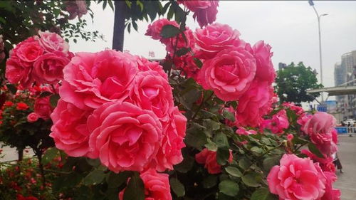 月季，南昌的市花，花的皇后