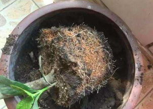植物生长缓慢，是土壤营养不足吗