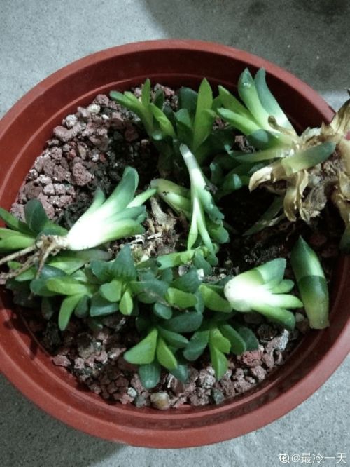 为什么我在重庆养花总是失败？这10种一年生草本植物，即使暴雨烈日也不怕，新手也嫩秒变绿手指，这是怎么回事呢？