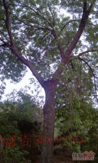 大树移植的蕞佳季节