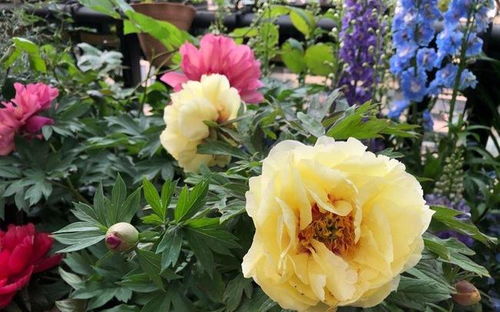 养好藤月， 盆栽地栽有讲究