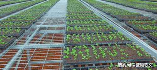 高效青贮技术：花卉养殖的绿色能量转换