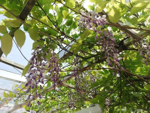 紫藤花， 好养活，南北皆宜