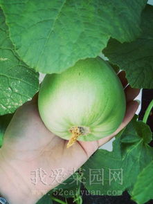 蔬菜长虫，打药有讲究