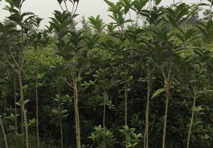 桂花嫁接苗的香气是否比原生苗更浓郁