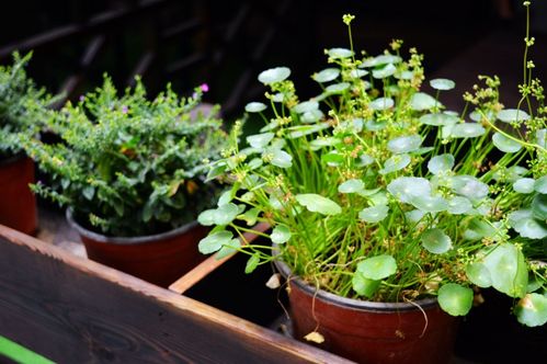 铜钱草养护技巧，如何让叶片肥大、植株茂盛
