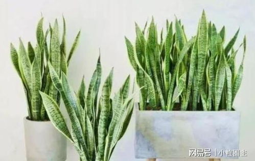 沙质土壤的秘密花园