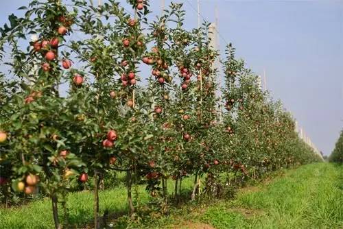 杏树种植的适应性及土壤处理