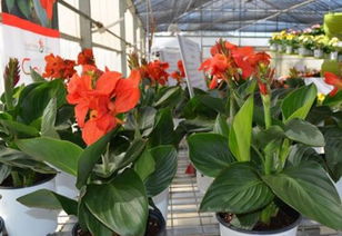 美人蕉种植小窍门：浇水、 施肥、光照那些事儿