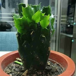 施肥前后的注意事项