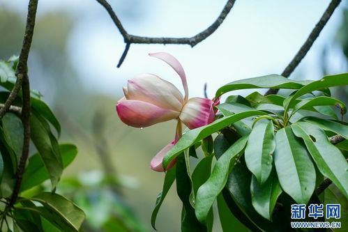 红花木莲变异了吗？为什么开白花