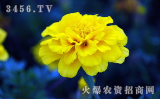 孔雀草如何快速繁殖？