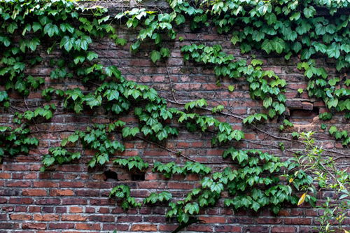 种类区分， 种植有招