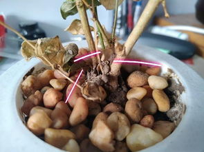 “茉莉花枯萎，如何救治