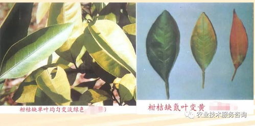小麦黄苗是因土壤缺氮、水分过多等引起的症状
