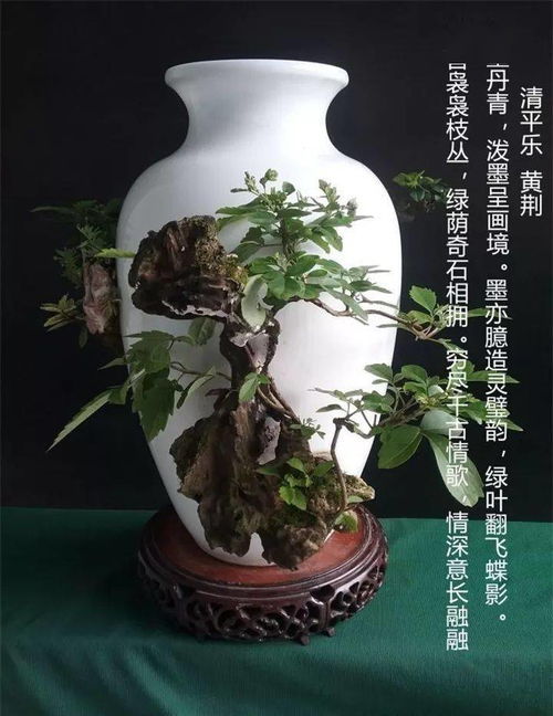 酒瓶兰种植攻略：轻松养出美酒瓶，秘诀全在这！