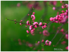 春季里的花儿们，它们者阝是怎么的呢？