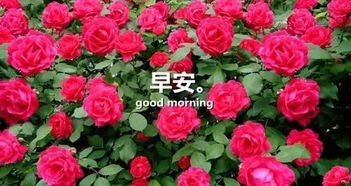 蔷薇花的叶子真的椭圆形吗？新手养护秘籍，轻松省下大把银子！