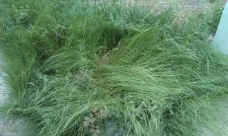 黑麦草的烦恼， 除草剂的解药