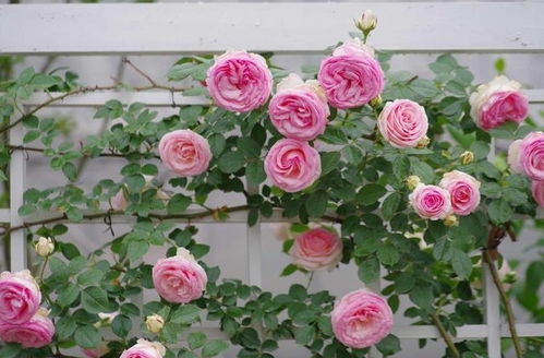 烧根烧苗， 植物生长受阻