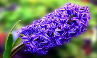 风信子开花有毒吗？了解真相
