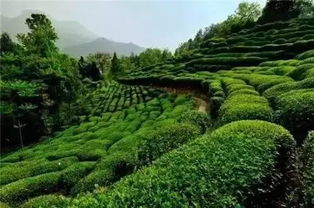 南非叶茶叶价格一览：汉中仙境茶叶一斤售价查询