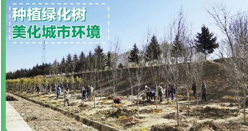 城市绿化新风尚：选对树木美化环境