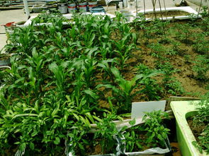 辣椒西红柿种植的除草剂大揭秘