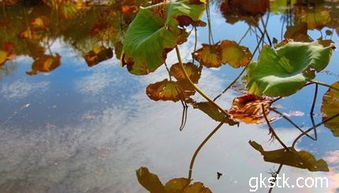 二、 荷花自身生理特性