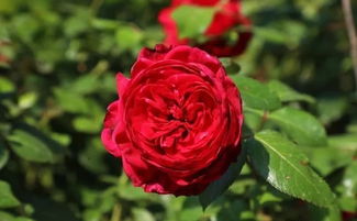 索菲罗莎， 仙气飘飘