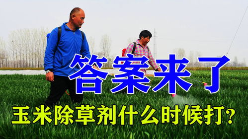 中午打还是下午打