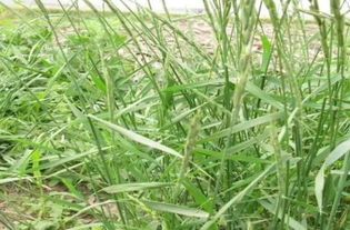 红薯地常用除草剂有哪些？