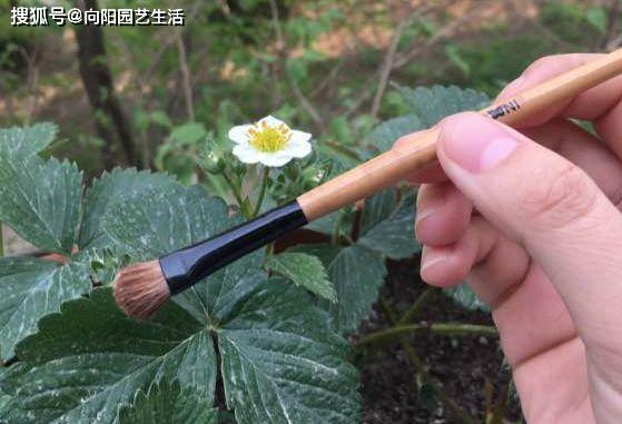 草莓人工授粉必看：如何提高授粉成功率