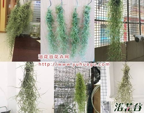 空气凤梨老人须如何繁殖？自然生长还是人工嫁接