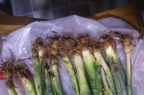 虎皮兰根烂了？试试这样处理