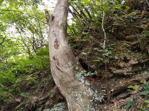 柏树花开，父爱永恒，感恩之情永存心间