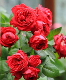 红龙藤本月季的培育与造型