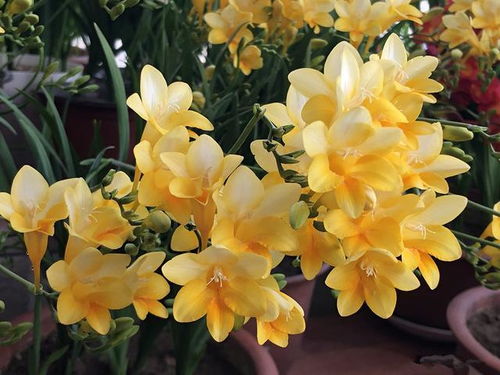 第四种：栀子花， 清新又雅致