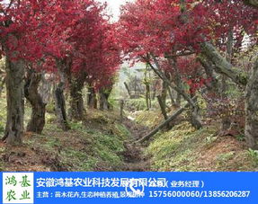 红榉树，那些年我们一起种植的故事