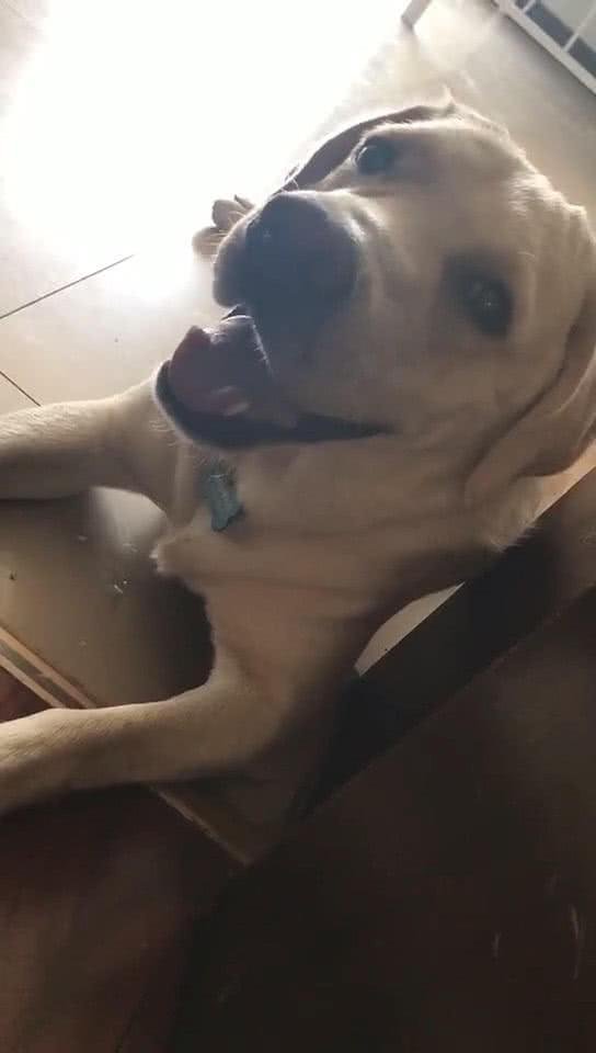 如何根据金毛犬训练听话教程，有效地进行小常识训练