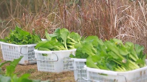 “春季或秋季，哪个时间段是种植青菜的最佳时期