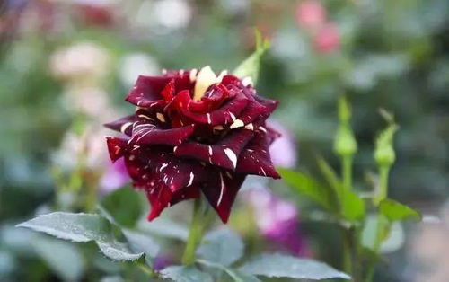 条纹月季的独特魅力