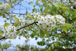 辨别与购买：如何避免买到假花