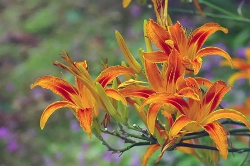 萱草花色彩斑斓，品种多样，你了解多少呢？