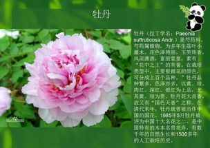 芍药，那啥是宿根花卉？