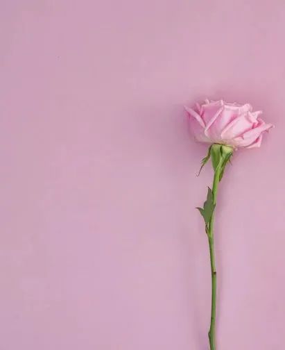 母爱如花绽放：一朵表达母爱的花