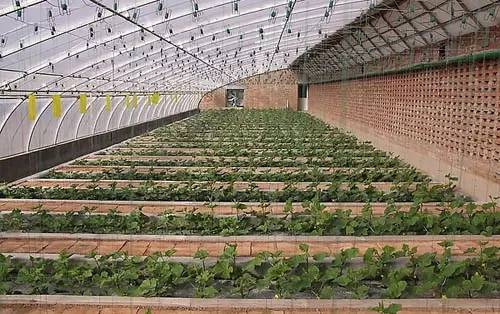 排水不好， 农药也白搭